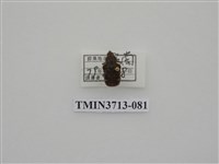 藏品(金龜子科)的圖片